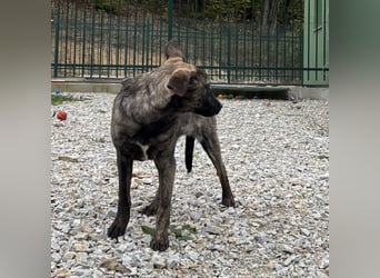 Stella, ein winziges zartes sanftes Wesen