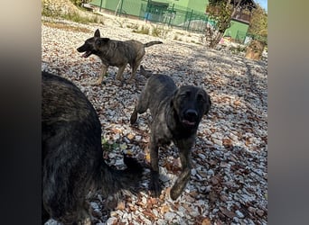 Stella, ein winziges zartes sanftes Wesen