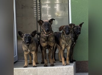 Stella, ein winziges zartes sanftes Wesen