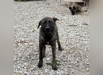 Stella, ein winziges zartes sanftes Wesen