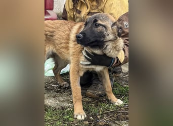 TASCHA, schüchterne Junghündin, 9 Monate, ca. 50 cm, Malinois-Mischling, Tierschutz Rumänien