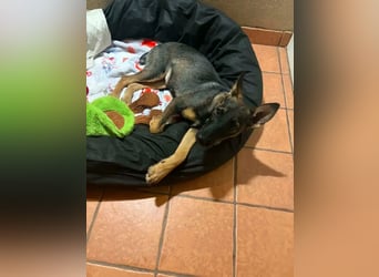 Nova – Powerpaket auf vier Pfoten sucht aktive Menschen