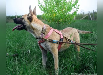 Shenzi – bereit für ein Leben mit weniger Lärm und mehr Liebe