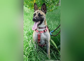 Shenzi – bereit für ein Leben mit weniger Lärm und mehr Liebe