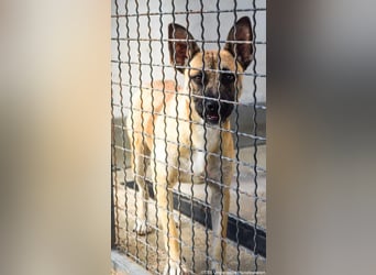 Shenzi – bereit für ein Leben mit weniger Lärm und mehr Liebe