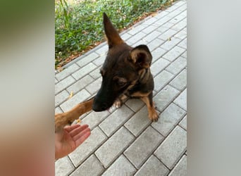 Nova – Powerpaket auf vier Pfoten sucht aktive Menschen