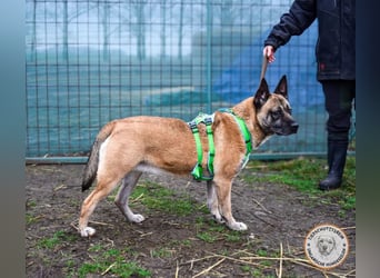 Shenzi – bereit für ein Leben mit weniger Lärm und mehr Liebe