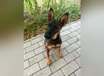 Nova – Powerpaket auf vier Pfoten sucht aktive Menschen