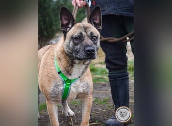 Shenzi – bereit für ein Leben mit weniger Lärm und mehr Liebe