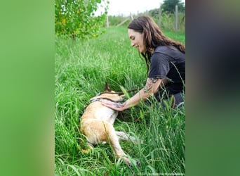 Shenzi – bereit für ein Leben mit weniger Lärm und mehr Liebe