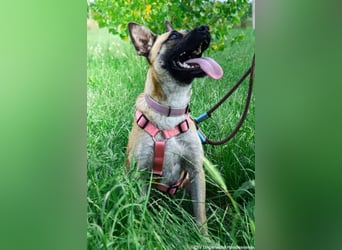 Shenzi – bereit für ein Leben mit weniger Lärm und mehr Liebe