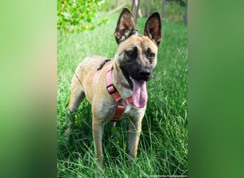 Shenzi – bereit für ein Leben mit weniger Lärm und mehr Liebe