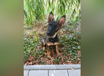 Nova – Powerpaket auf vier Pfoten sucht aktive Menschen