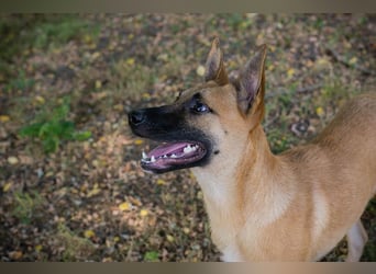NINO – Junger Malinois-Mix sucht seine Chance