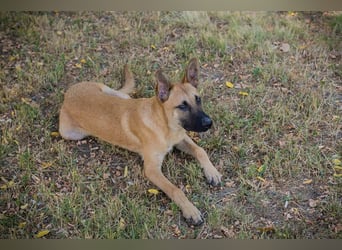 NINO – Junger Malinois-Mix sucht seine Chance