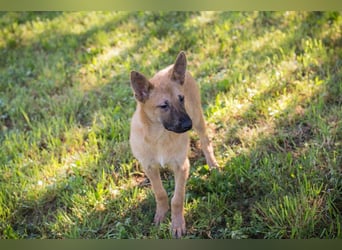 NINO – Junger Malinois-Mix sucht seine Chance