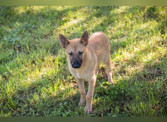 NINO – Junger Malinois-Mix sucht seine Chance