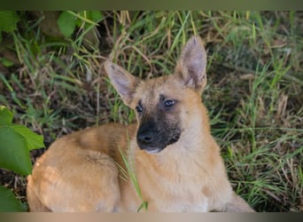 NINO – Junger Malinois-Mix sucht seine Chance