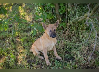 NINO – Junger Malinois-Mix sucht seine Chance