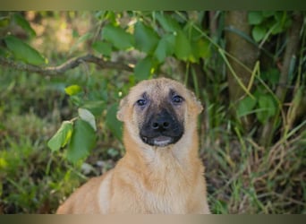 NINO – Junger Malinois-Mix sucht seine Chance