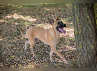 NINO – Junger Malinois-Mix sucht seine Chance