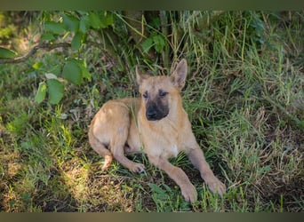NINO – Junger Malinois-Mix sucht seine Chance