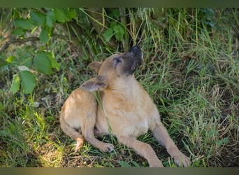 NINO – Junger Malinois-Mix sucht seine Chance