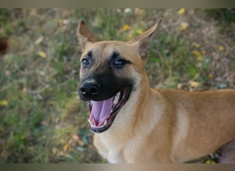 NINO – Junger Malinois-Mix sucht seine Chance