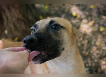 NINO – Junger Malinois-Mix sucht seine Chance
