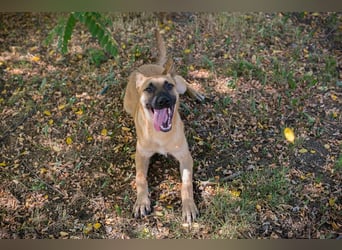 NINO – Junger Malinois-Mix sucht seine Chance