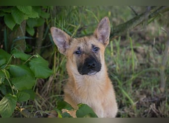 NINO – Junger Malinois-Mix sucht seine Chance