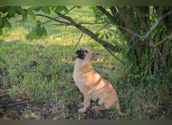 NINO – Junger Malinois-Mix sucht seine Chance