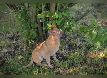 NINO – Junger Malinois-Mix sucht seine Chance