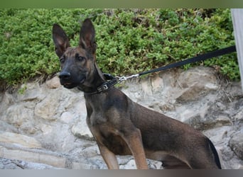 ROCKY-freundlicher, anhänglicher, fröhlicher Bub auf der Suche nach seinem Für-immer-Zuhause