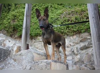 ROCKY-freundlicher, anhänglicher, fröhlicher Bub auf der Suche nach seinem Für-immer-Zuhause
