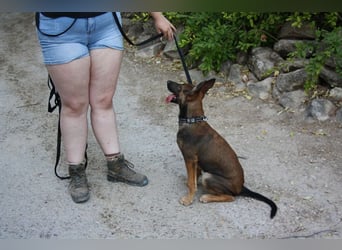 ROCKY-freundlicher, anhänglicher, fröhlicher Bub auf der Suche nach seinem Für-immer-Zuhause