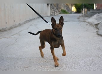 ROCKY-freundlicher, anhänglicher, fröhlicher Bub auf der Suche nach seinem Für-immer-Zuhause