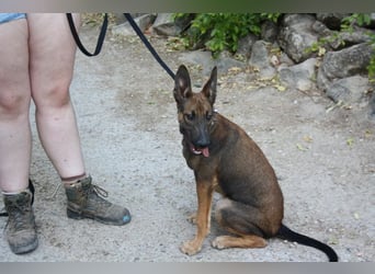 ROCKY-freundlicher, anhänglicher, fröhlicher Bub auf der Suche nach seinem Für-immer-Zuhause