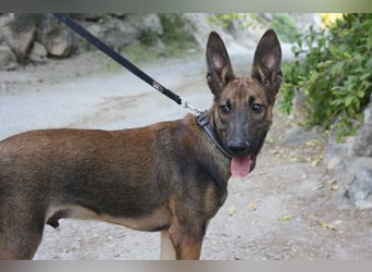 ROCKY-freundlicher, anhänglicher, fröhlicher Bub auf der Suche nach seinem Für-immer-Zuhause