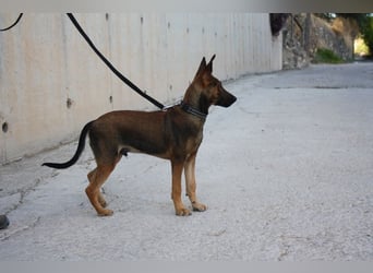 ROCKY-freundlicher, anhänglicher, fröhlicher Bub auf der Suche nach seinem Für-immer-Zuhause