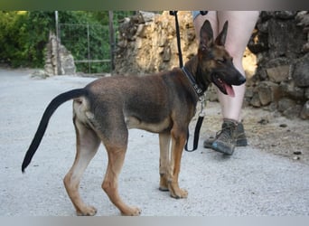 ROCKY-freundlicher, anhänglicher, fröhlicher Bub auf der Suche nach seinem Für-immer-Zuhause