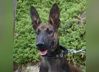ROCKY-freundlicher, anhänglicher, fröhlicher Bub auf der Suche nach seinem Für-immer-Zuhause