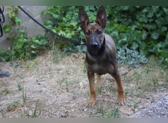 ROCKY-freundlicher, anhänglicher, fröhlicher Bub auf der Suche nach seinem Für-immer-Zuhause