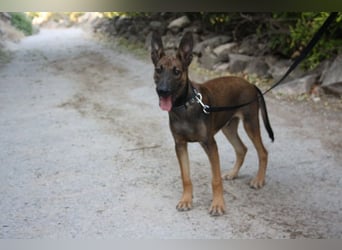 ROCKY-freundlicher, anhänglicher, fröhlicher Bub auf der Suche nach seinem Für-immer-Zuhause