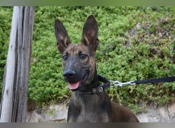 ROCKY-freundlicher, anhänglicher, fröhlicher Bub auf der Suche nach seinem Für-immer-Zuhause