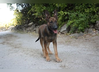 ROCKY-freundlicher, anhänglicher, fröhlicher Bub auf der Suche nach seinem Für-immer-Zuhause