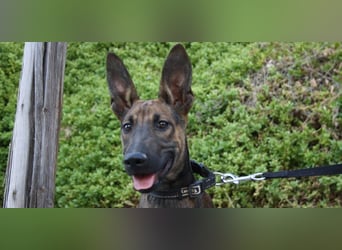 ROCKY-freundlicher, anhänglicher, fröhlicher Bub auf der Suche nach seinem Für-immer-Zuhause