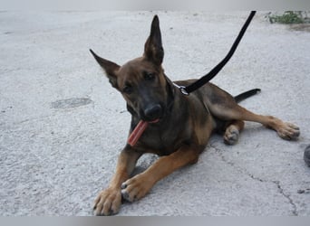 ROCKY-freundlicher, anhänglicher, fröhlicher Bub auf der Suche nach seinem Für-immer-Zuhause