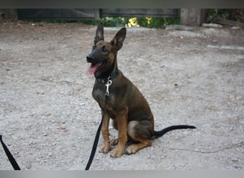ROCKY-freundlicher, anhänglicher, fröhlicher Bub auf der Suche nach seinem Für-immer-Zuhause
