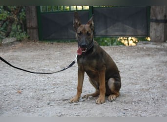 ROCKY-freundlicher, anhänglicher, fröhlicher Bub auf der Suche nach seinem Für-immer-Zuhause